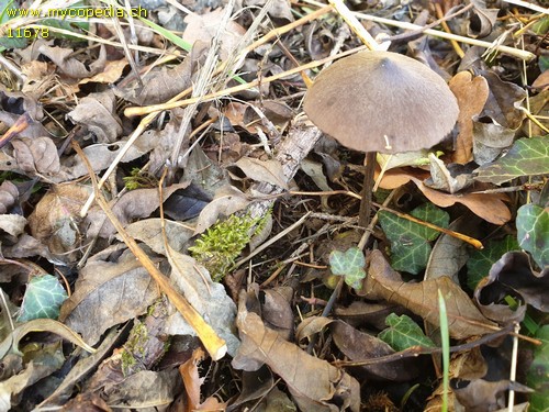 Entoloma hebes - 