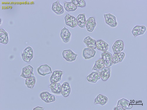 Entoloma hebes - Sporen - 