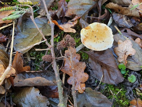 Pholiota alnicola - 