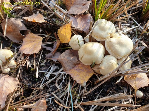 Pholiota graminis - 