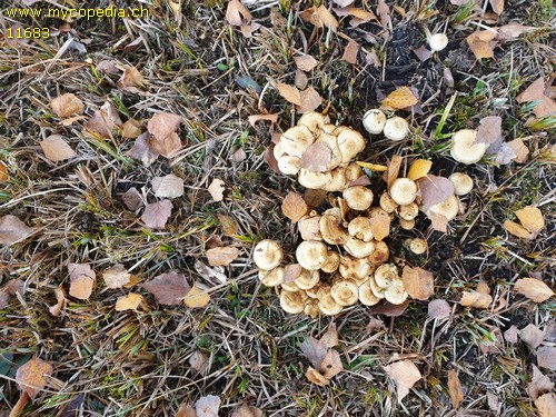 Pholiota graminis - 