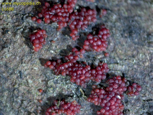 Neonectria coccinea - 