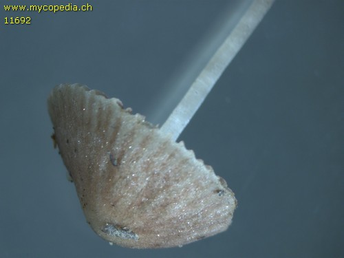 Psathyrella corrugis - 