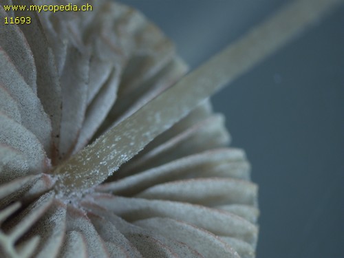 Psathyrella corrugis - 