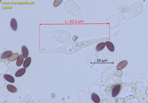 Psathyrella corrugis - Cheilozystiden - Wasser  - 