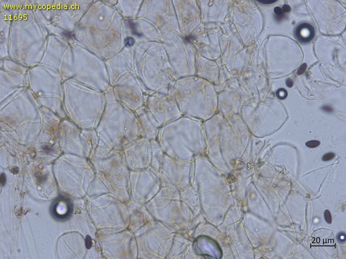 Psathyrella corrugis - HDS - Wasser  - 