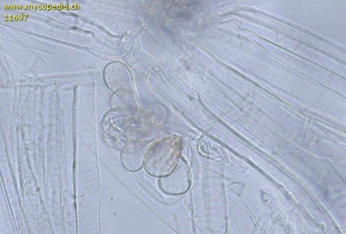 Psathyrella corrugis - Kaulozystiden - Wasser  - 