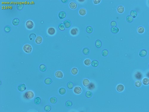 Tricholoma luridum - Sporen - Patentblau  - 