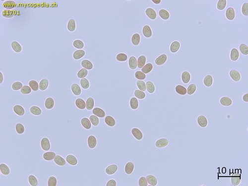 Mensularia radiata - Sporen - Melzers  - 
