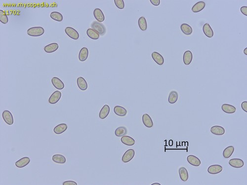 Pholiota graminis - Sporen - Wasser  - 