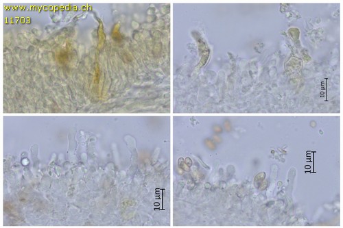 Pholiota graminis - Cheilozystiden - Wasser  - 