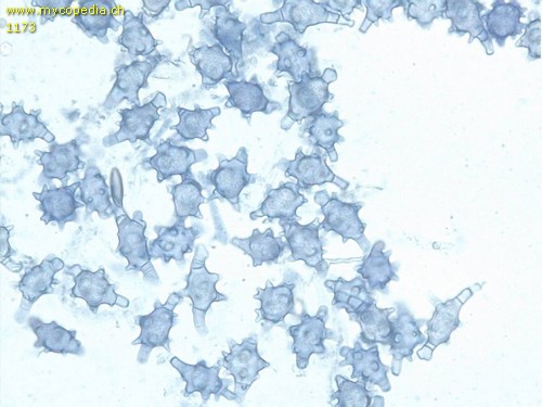 Asterophora lycoperdoides - Chlamydosporen - 