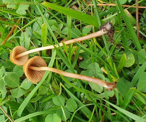 Conocybe tenera - 