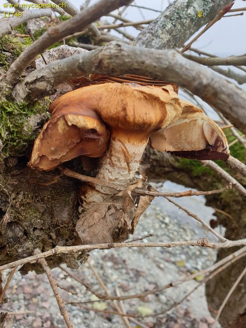 Pholiota populnea - 