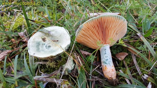 Lactarius semisanguifluus - 