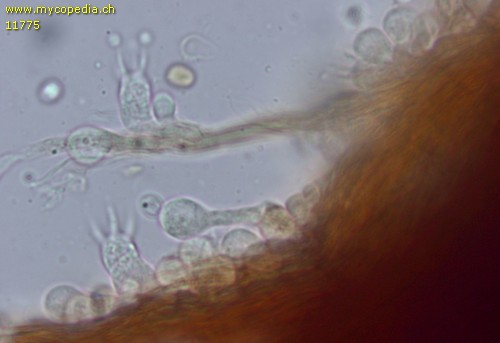 Mensularia nodulosus - Basidien - 