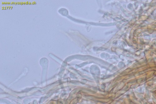 Mensularia nodulosus - Hyphen - 