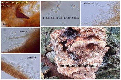 Inonotus nodulosus - 