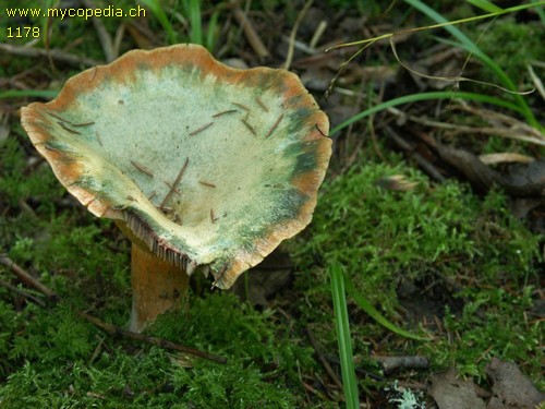 Lactarius semisanguifluus - 