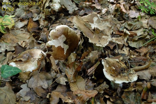 Russula acrifolia - 