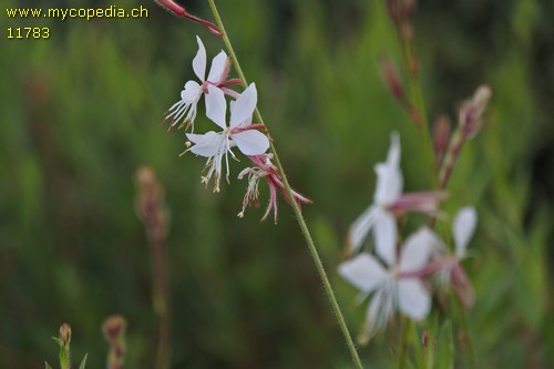 Gaura  lindheimeri - 