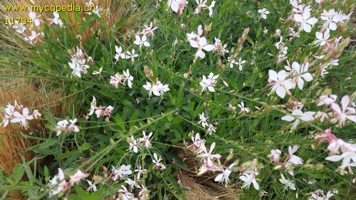 Gaura  lindheimeri - 