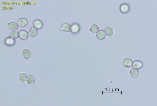 Vesiculomyces citrinus - Sporen - Melzers  - 