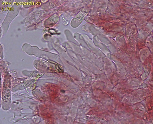 Phloeomana speirea - Cheilozystiden - 