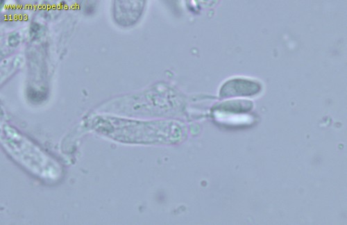 Marasmiellus lateralis - 4sporige Basidien - 