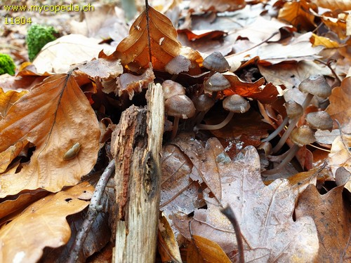 Mycena maculata - 