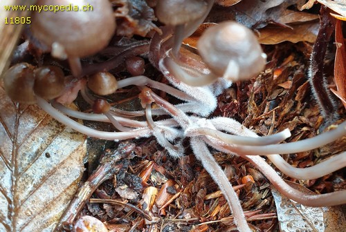 Mycena maculata - 