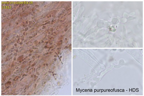 Mycena purpureofusca - HDS - 