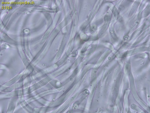 Meruliopsis corium - 