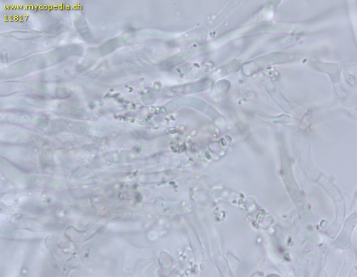 Meruliopsis corium - Hyphen - 