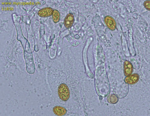 Serpula himantioides - Zystiden - 