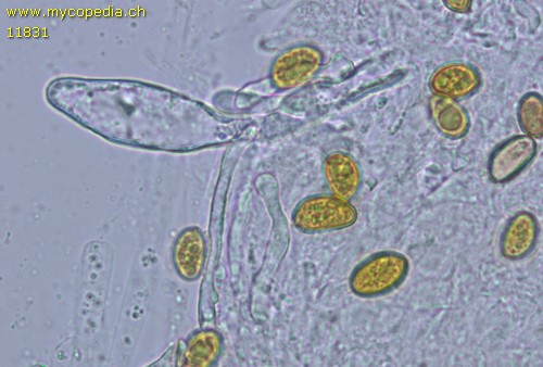 Serpula himantioides - Zystiden - 