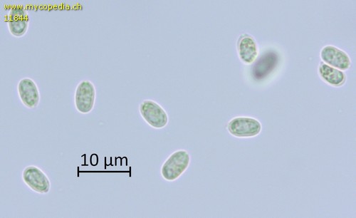 Hygrophoropsis aurantiaca - Sporen - Melzers  - 