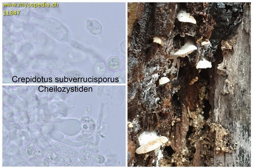 Crepidotus subverrucisporus - 