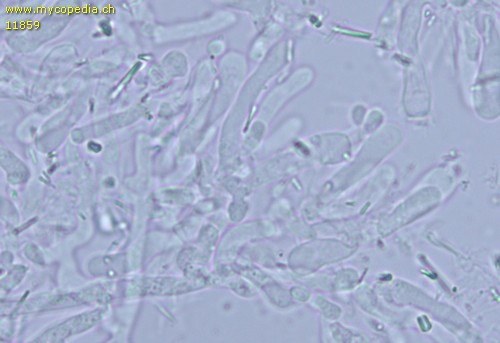 Leptosporomyces mutabilis - Basidien - 