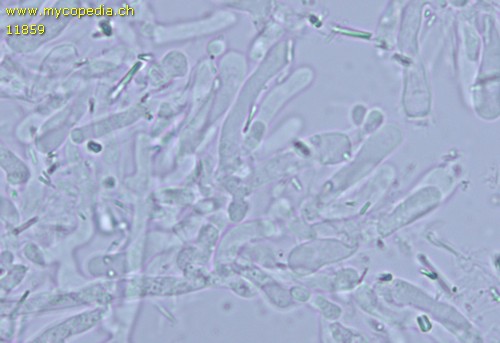 Leptosporomyces mutabilis - Basidien - 