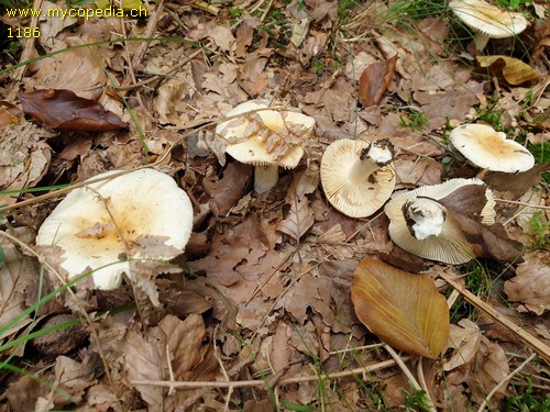 Russula ochroleuca - 