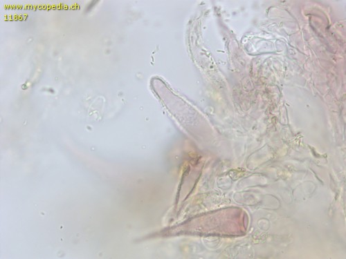 Peniophora pithya - Lyozystiden - 