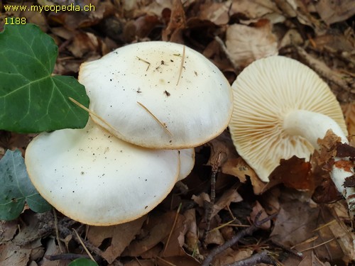 Hygrophorus chrysodon - 