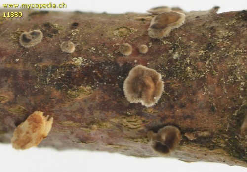 Stereum ochraceoflavum - 