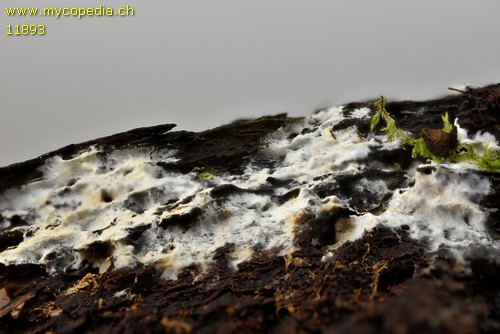 Leptosporomyces mutabilis - 