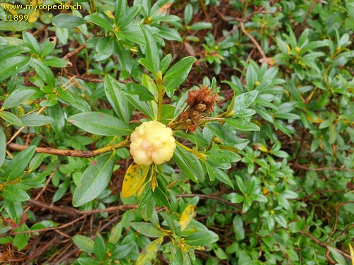 Exobasidium rhododendri - 