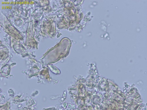 Peniophora cinerea - Gloeozystiden - 