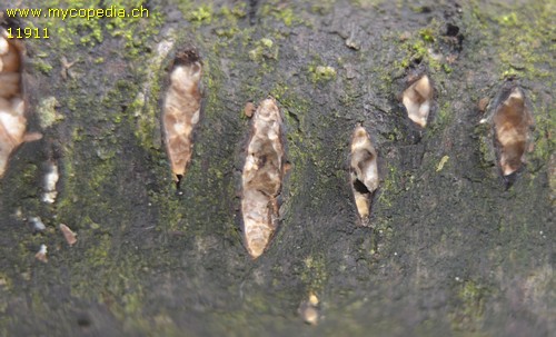 Colpoma quercinum - 