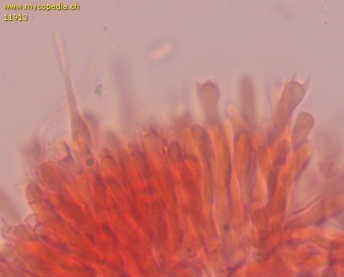 Phlebia livida - Basidien - Kongorot  - 
