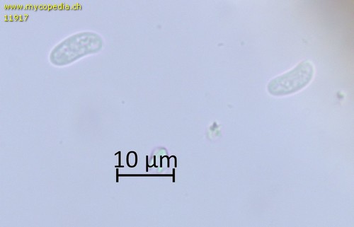 Peniophora lycii - Sporen - 